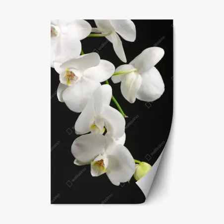 Sticker repositionnable orchidée blanche minimaliste sur fond noir – Wallnifity®
