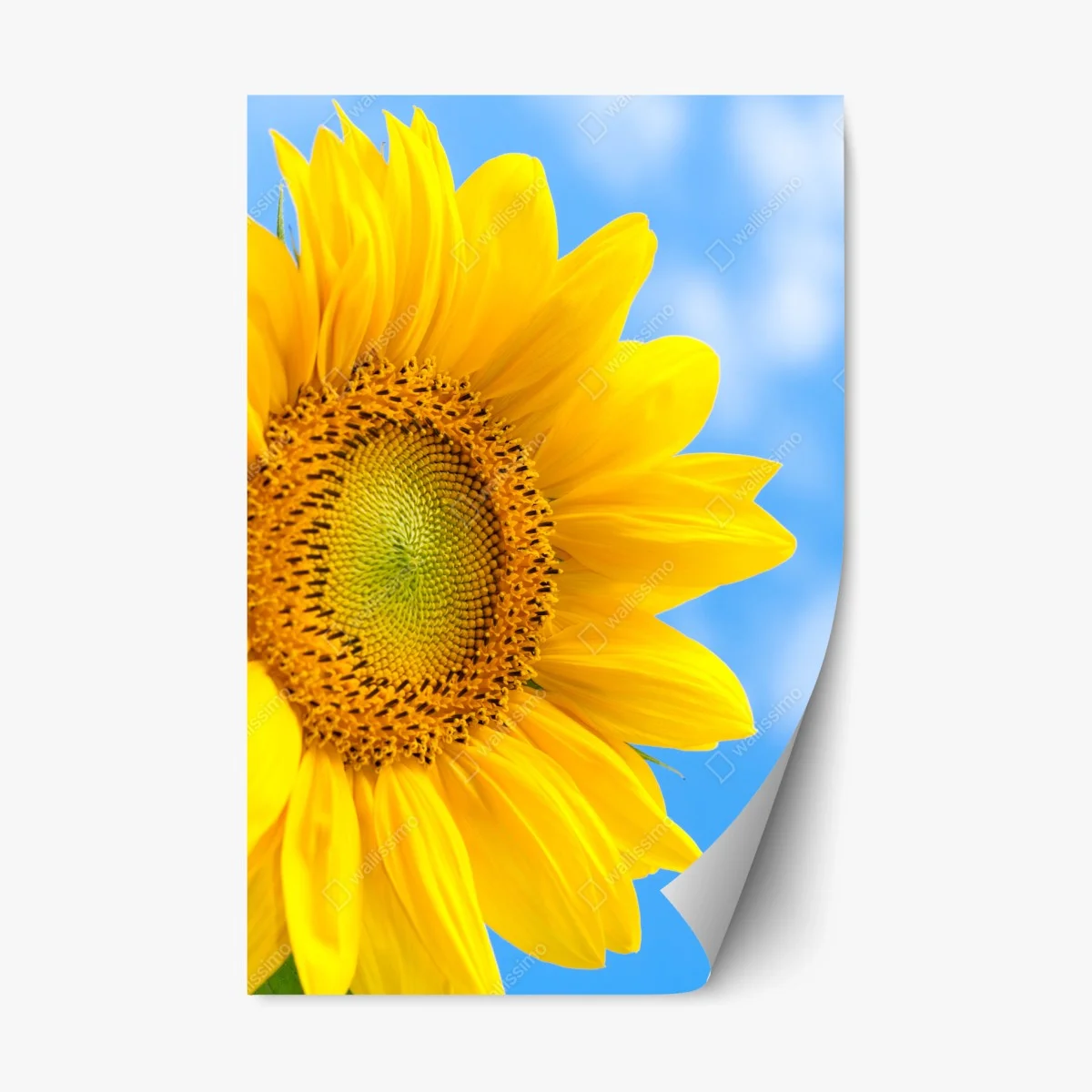 Sticker repositionnable éclat de tournesol sur ciel bleu – Wallnifity® Sticker repositionnable éclat de tournesol sur ciel bleu – Wallnifity®