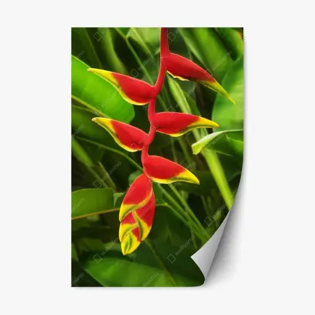 Sticker repositionnable héliconia rouge et jaune sur fond végétal – Wallnifity®
