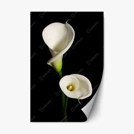 Sticker repositionnable arums blancs élégants sur fond noir – Wallnifity®