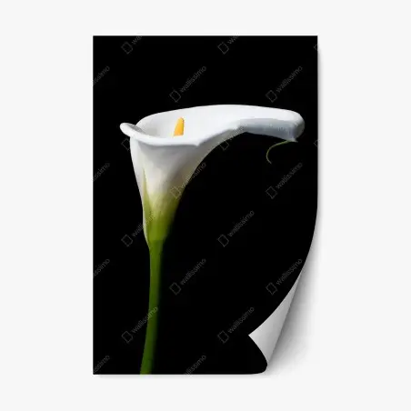 Sticker repositionnable élégance d'arum blanc sur fond noir – Wallnifity®