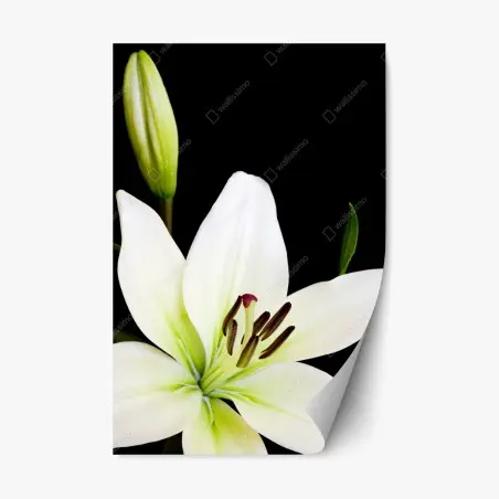 Sticker repositionnable lys blanc élégant sur fond noir – Wallnifity®