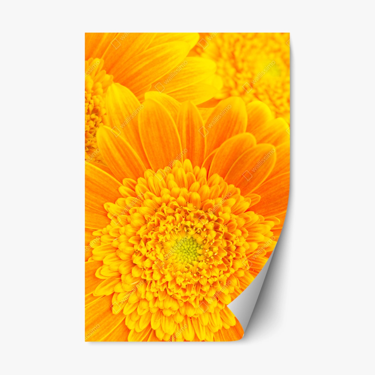 Sticker repositionnable éclat solaire gerbera en gros plan – Wallnifity®