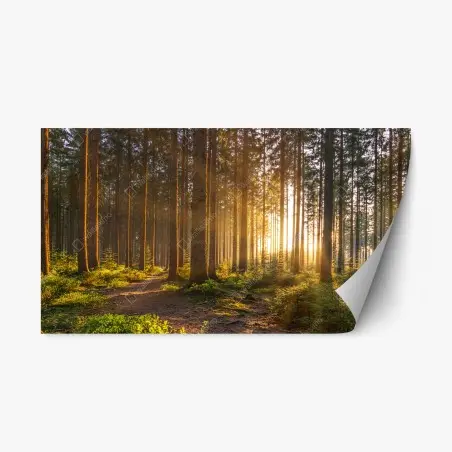 Sticker repositionnable forêt silencieuse aux rayons dorés – Wallnifity®
