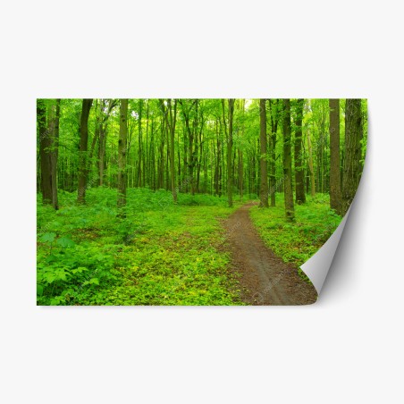 Sticker repositionnable forêt verdoyante et sentier sinueux – Wallnifity®