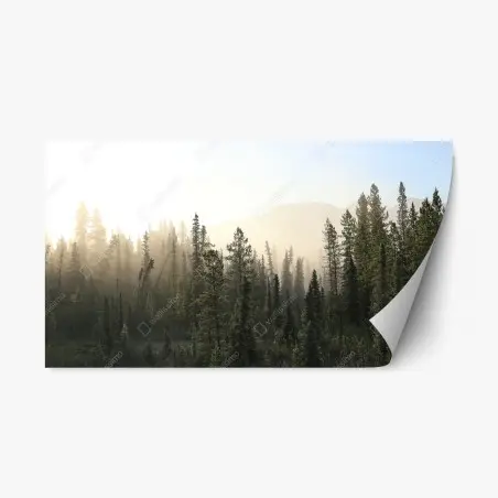 Sticker repositionnable forêt brumeuse au lever du soleil – Wallnifity®