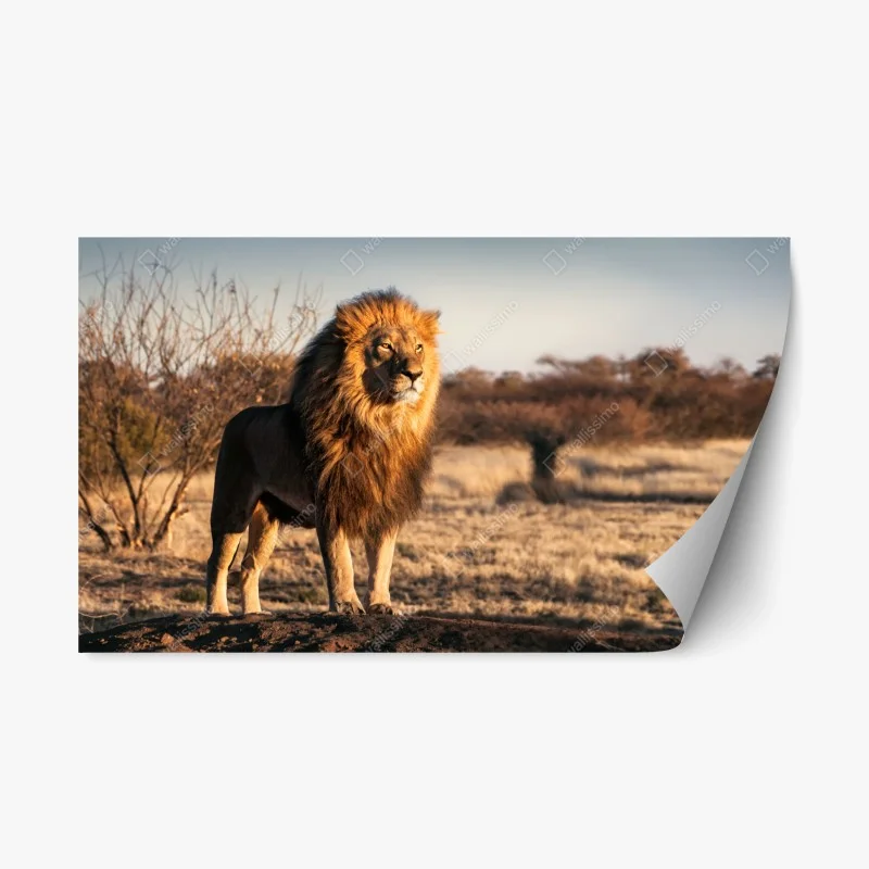 Animaux sauvages – Wallnifity®