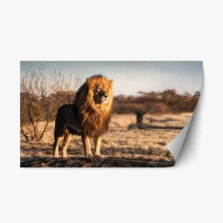 Sticker repositionnable le roi de la savane en majesté – Wallnifity®
