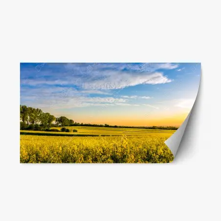 Sticker repositionnable champ de colza au coucher de soleil – Wallnifity®