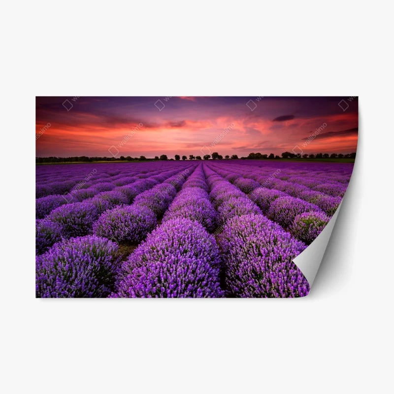 Sticker repositionnable panorama de lavande au coucher du soleil – Wallnifity® Sticker repositionnable panorama de lavande au coucher du soleil – Wallnifity®