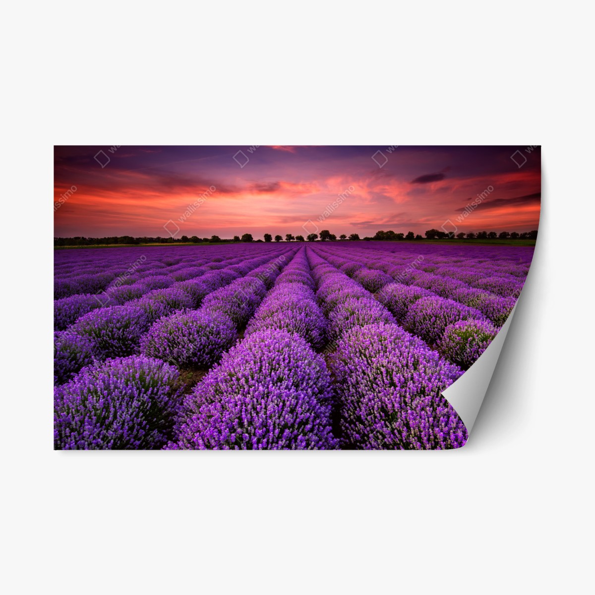 Sticker repositionnable panorama de lavande au coucher du soleil – Wallnifity®