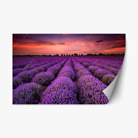 Sticker repositionnable panorama de lavande au coucher du soleil – Wallnifity®