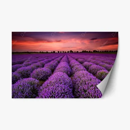 Sticker repositionnable panorama de lavande au coucher du soleil – Wallnifity®