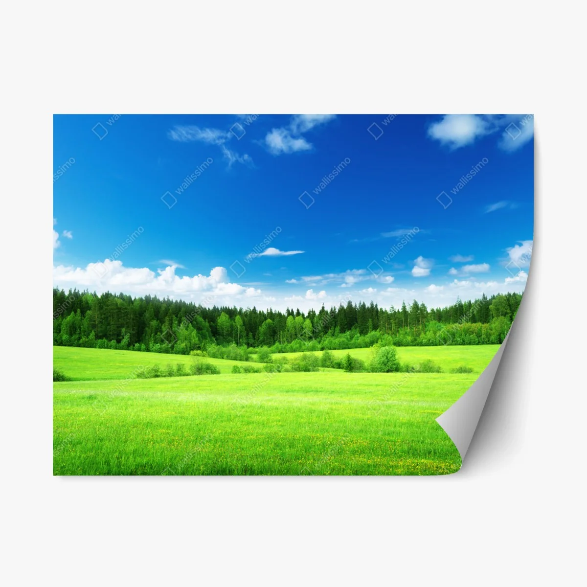 Sticker repositionnable prairie printanière au bord de la forêt – Wallnifity® Sticker repositionnable prairie printanière au bord de la forêt – Wallnifity®