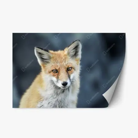 Sticker repositionnable portrait de renard roux aux yeux perçants – Wallnifity®