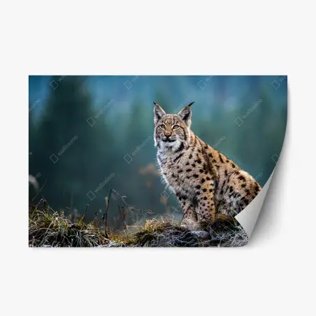 Sticker repositionnable lynx majestueux en lisière de forêt – Wallnifity®