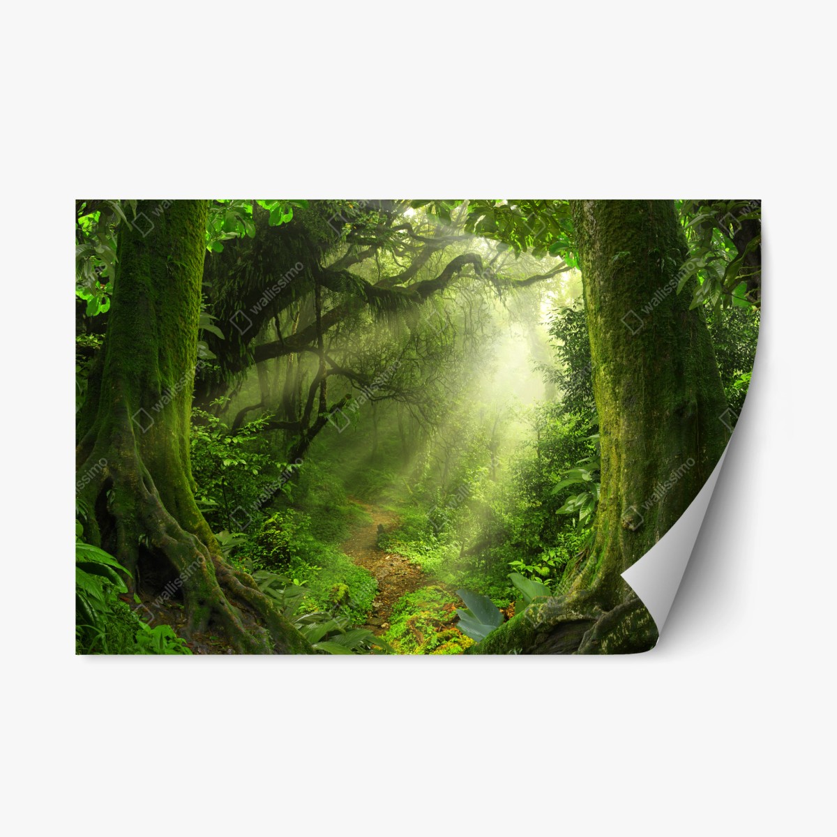 Sticker repositionnable sentier mystique au cœur de la forêt – Wallnifity®