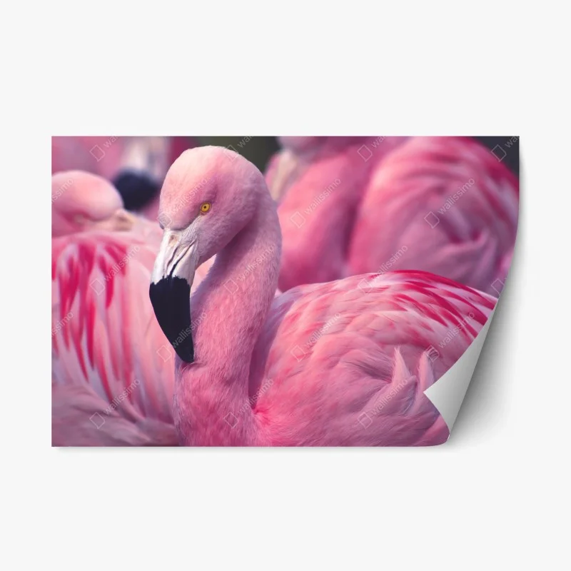 Animaux – Wallnifity®