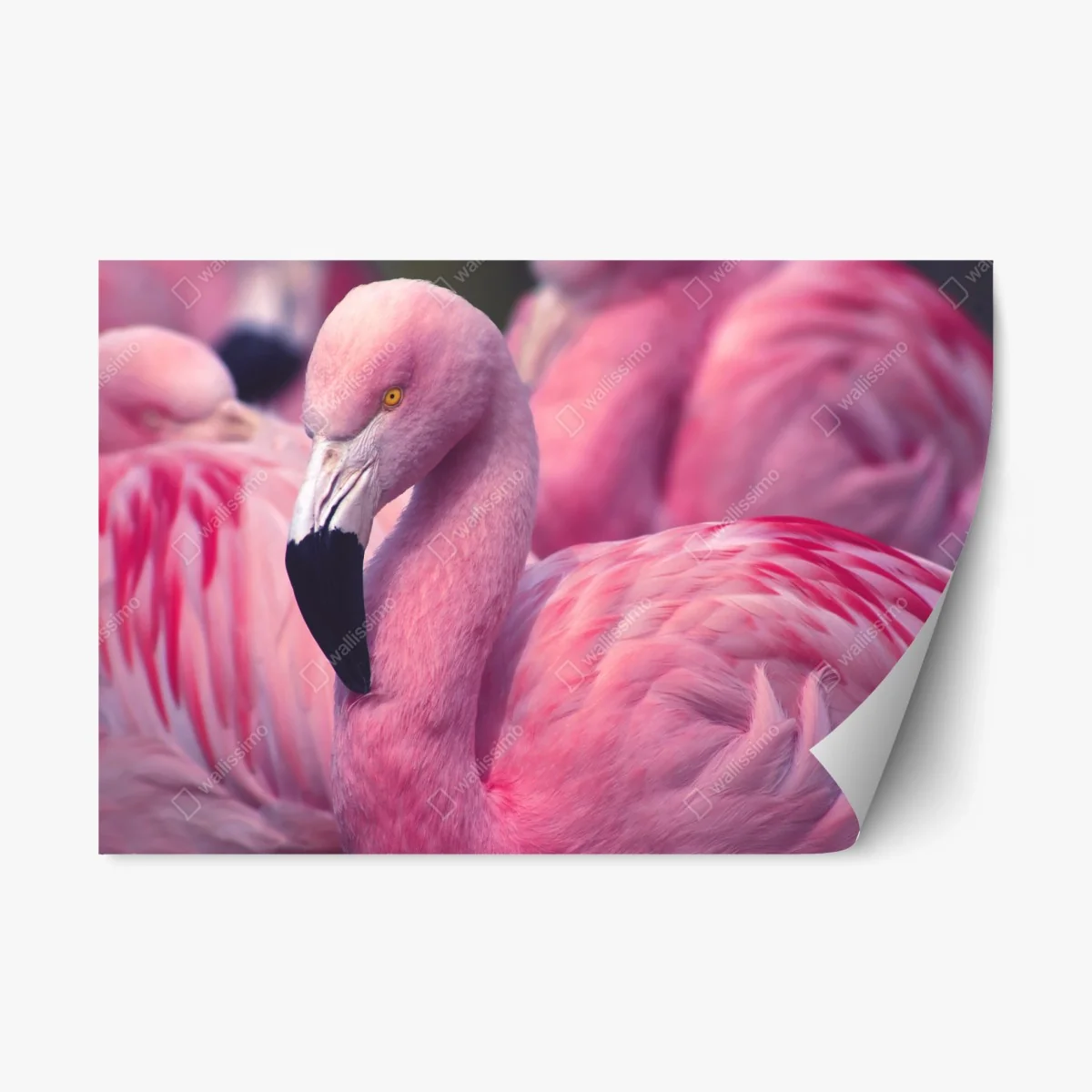 Sticker repositionnable élégance du flamant rose – Wallnifity® Sticker repositionnable élégance du flamant rose – Wallnifity®