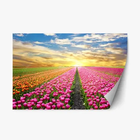Sticker repositionnable lever du soleil sur les champs de tulipes aux Pays-Bas – Wallnifity®