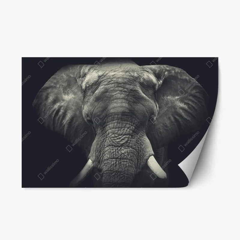 Animaux sauvages – Wallnifity®