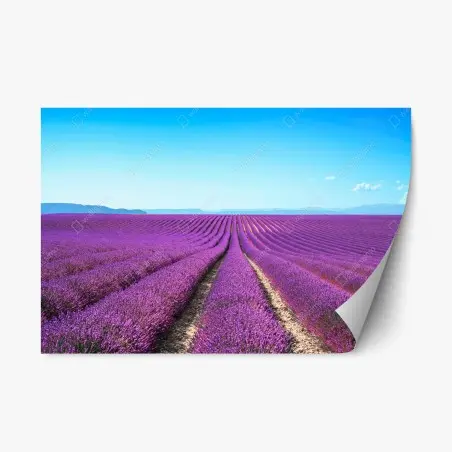Sticker repositionnable champ de lavande en Provence – Wallnifity®