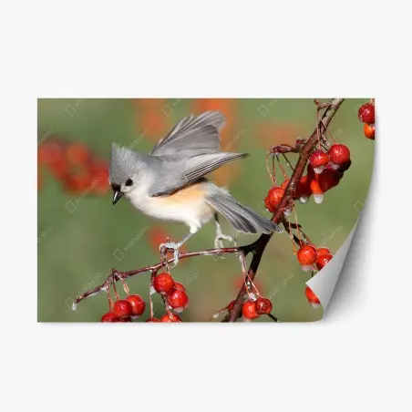 Sticker repositionnable oiseau délicat sur branche aux baies rouges – Wallnifity®