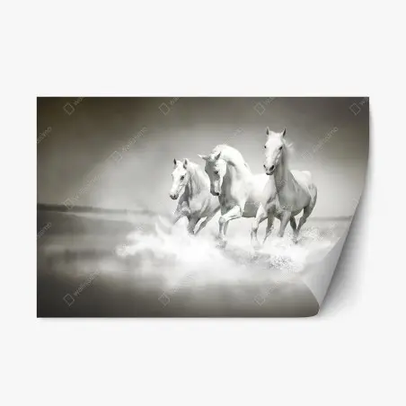 Sticker repositionnable trois chevaux blancs en liberté – Wallnifity®