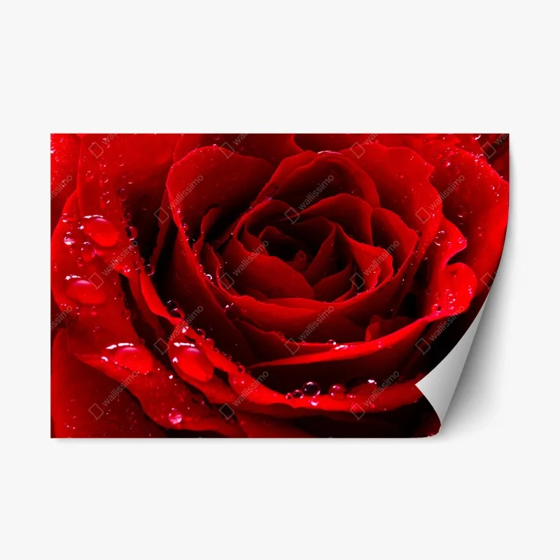 Fleurs et plantes – Wallnifity®
