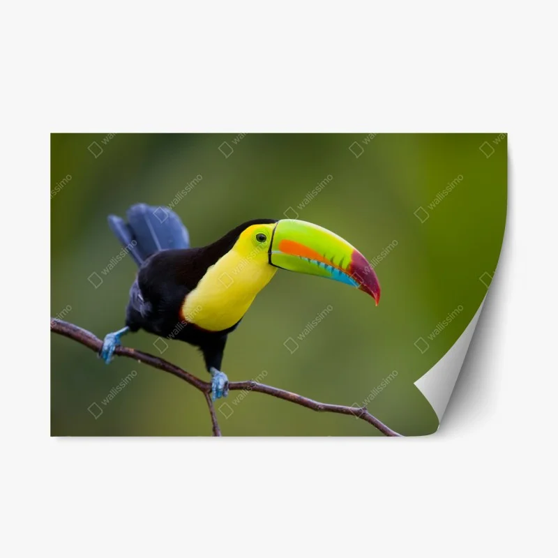 Animaux – Wallnifity®