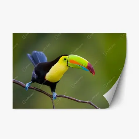 Sticker repositionnable toucan au bec multicolore sur fond vert – Wallnifity®
