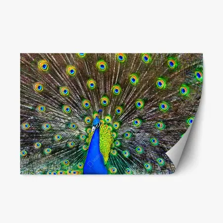 Sticker repositionnable paon bleu en éventail irisé – Wallnifity®