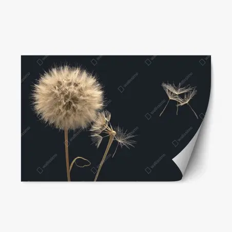 Sticker repositionnable souffle de pissenlit sur fond sombre – Wallnifity®