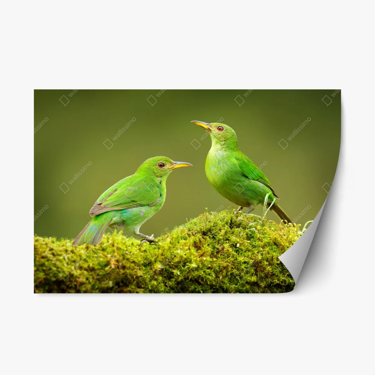 Sticker repositionnable deux oiseaux tropicaux verts sur tapis de mousse – Wallnifity® Sticker repositionnable deux oiseaux tropicaux verts sur tapis de mousse – Wallnifity®