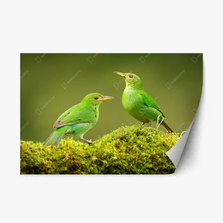 Sticker repositionnable deux oiseaux tropicaux verts sur tapis de mousse – Wallnifity®