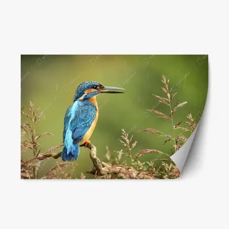 Sticker repositionnable martin-pêcheur coloré sur perche sous la pluie – Wallnifity®