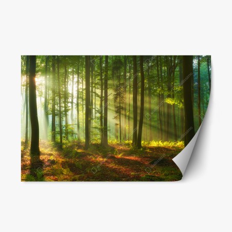 Sticker repositionnable aube dorée dans la forêt – Wallnifity®
