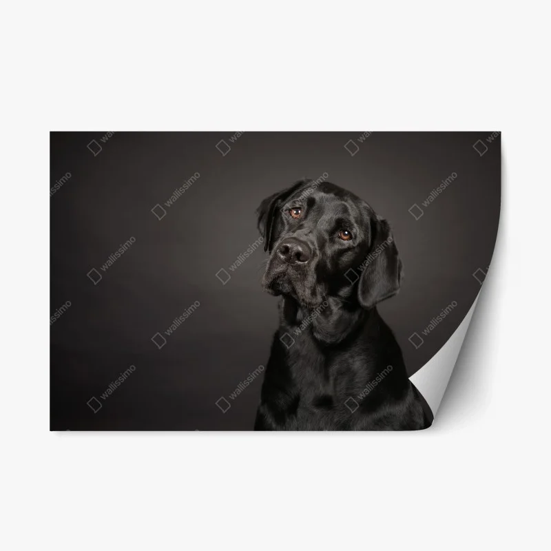 Animaux – Wallnifity®