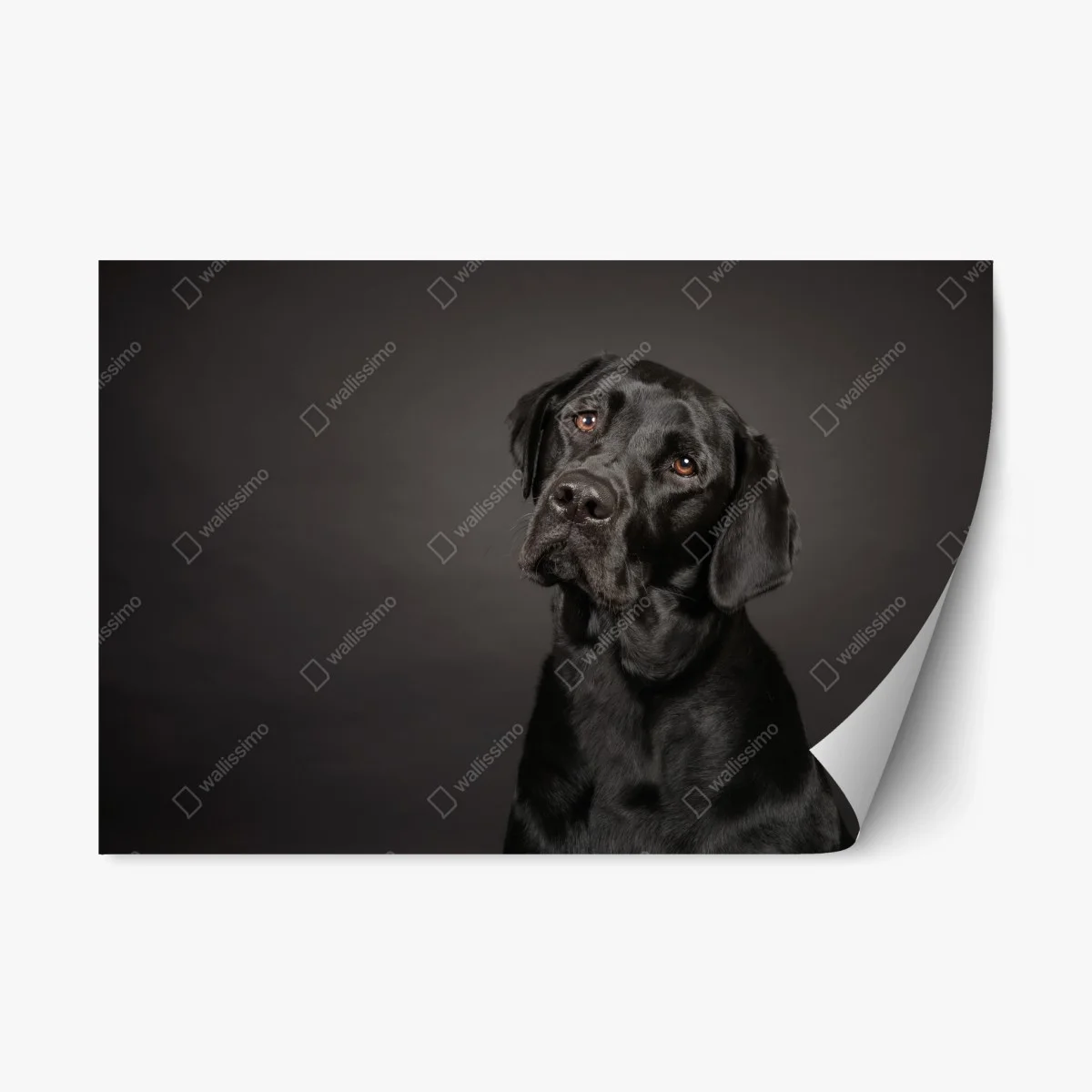 Sticker repositionnable portrait élégant d'un labrador noir – Wallnifity® Sticker repositionnable portrait élégant d'un labrador noir – Wallnifity®