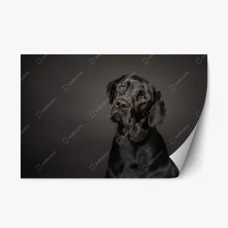 Sticker repositionnable portrait élégant d'un labrador noir – Wallnifity®