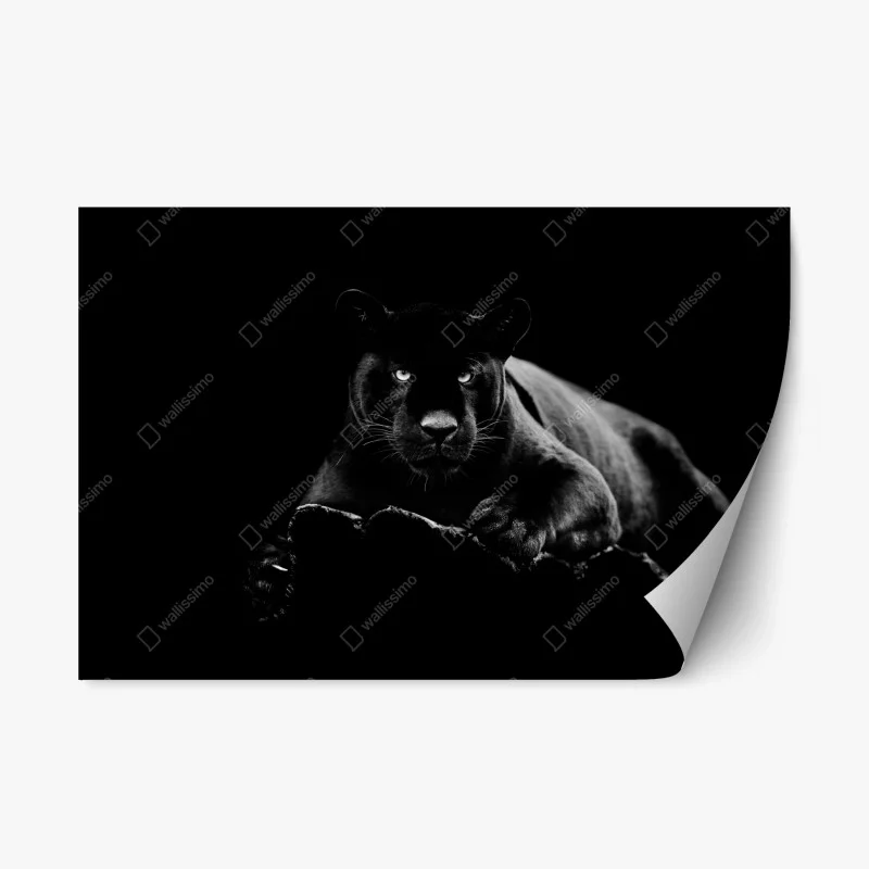 Animaux – Wallnifity®