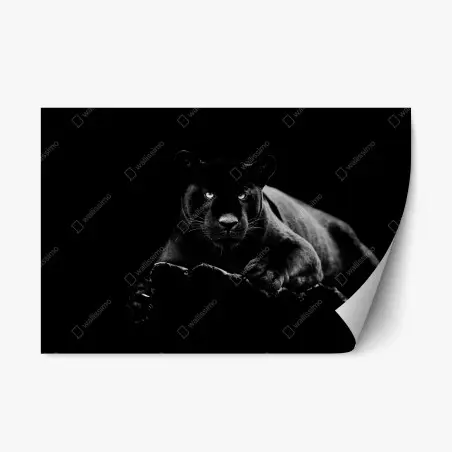 Sticker repositionnable regard perçant de la panthère noire – Wallnifity®