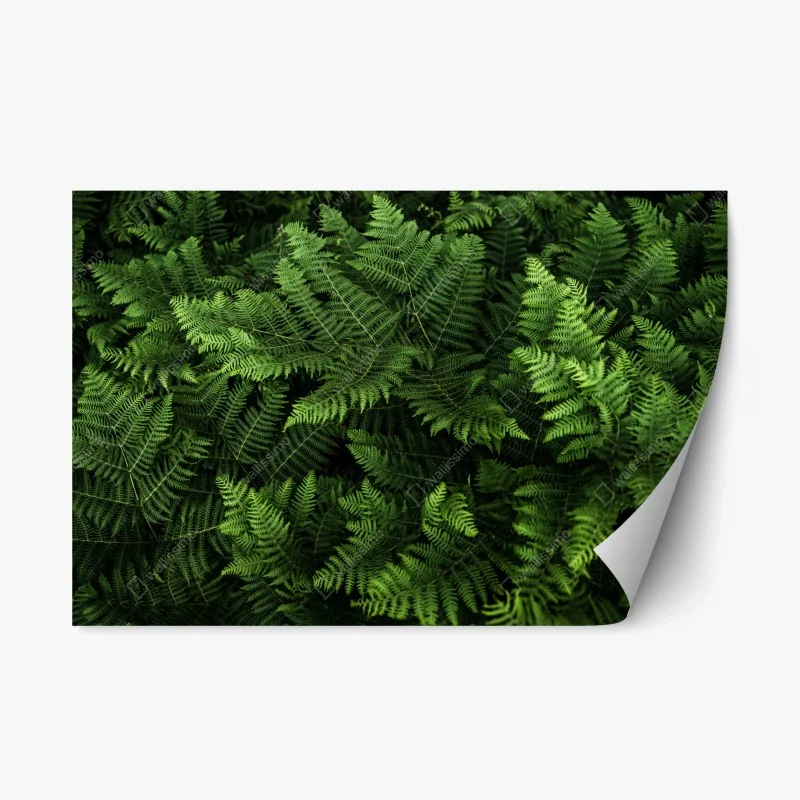 Forêts – Wallnifity®