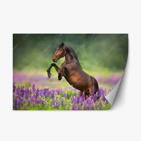Sticker repositionnable étalon cabré dans un champ de lupins – Wallnifity®