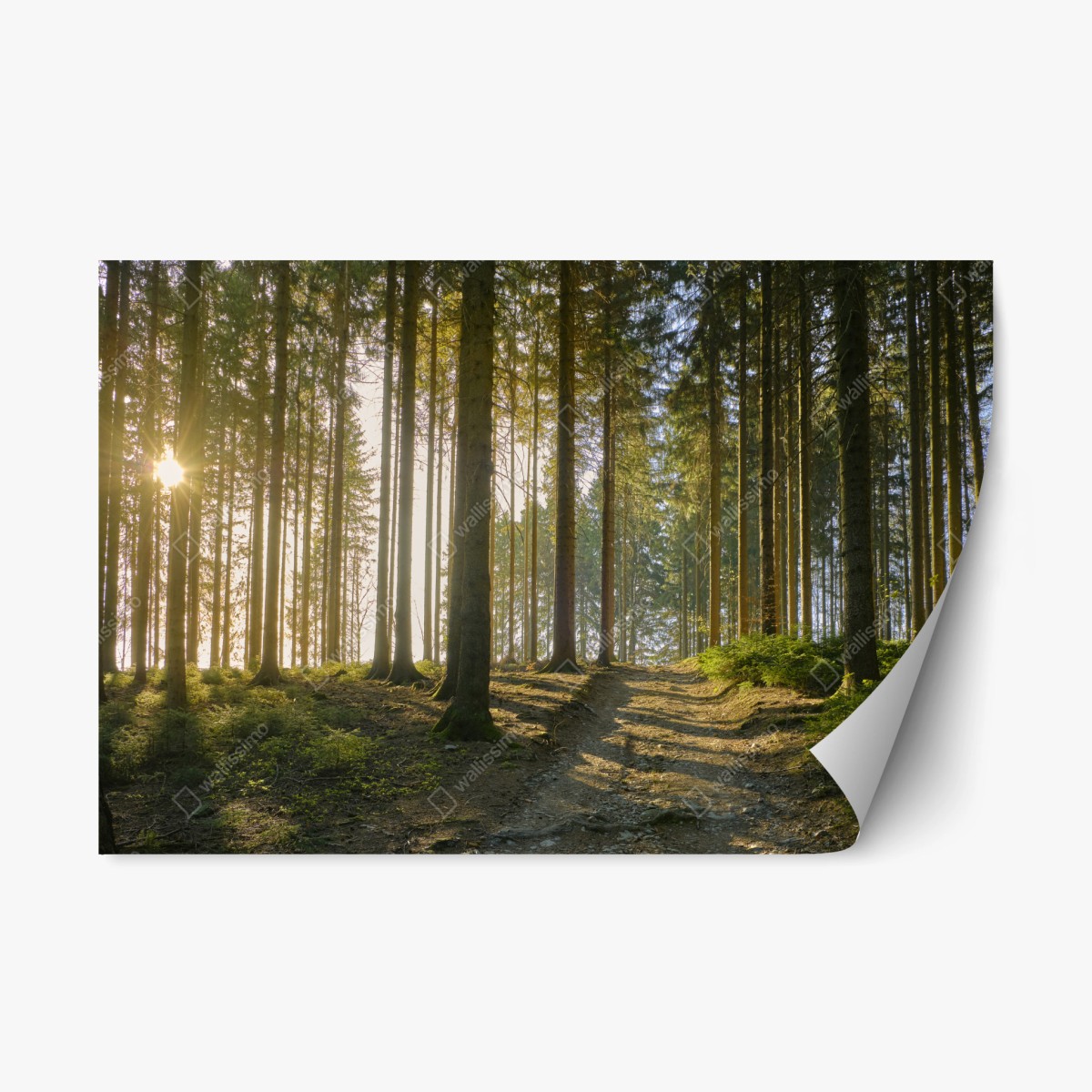 Sticker repositionnable sentier forestier baigné de lumière dorée – Wallnifity®