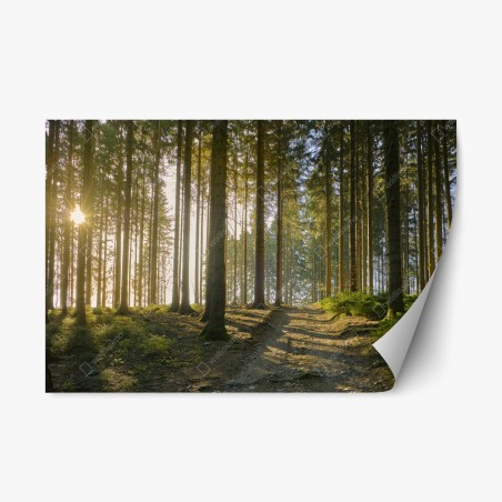 Sticker repositionnable sentier forestier baigné de lumière dorée – Wallnifity®