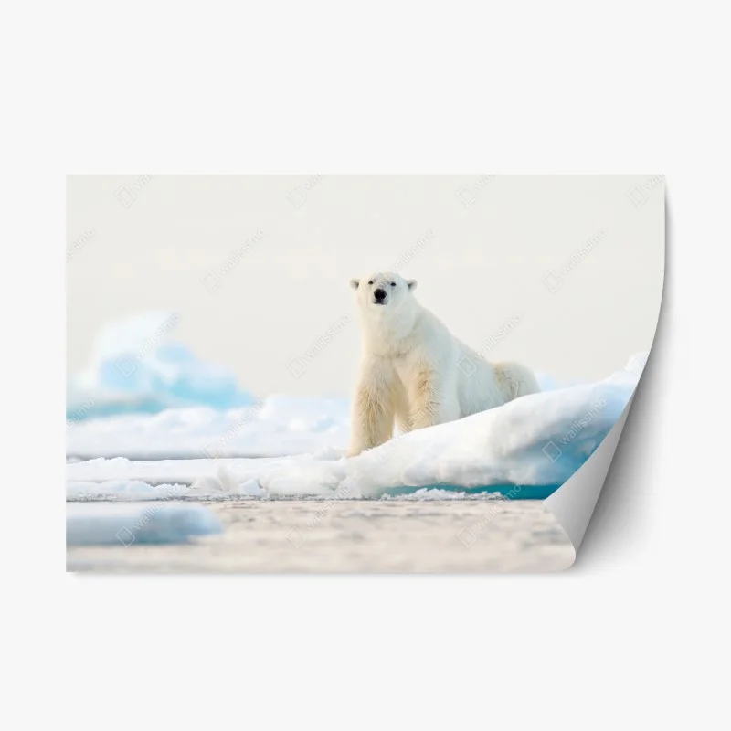 Animaux sauvages – Wallnifity®