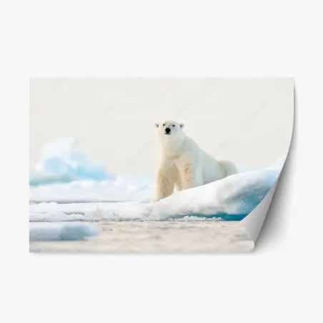 Sticker repositionnable ours polaire sur la banquise à Svalbard – Wallnifity®