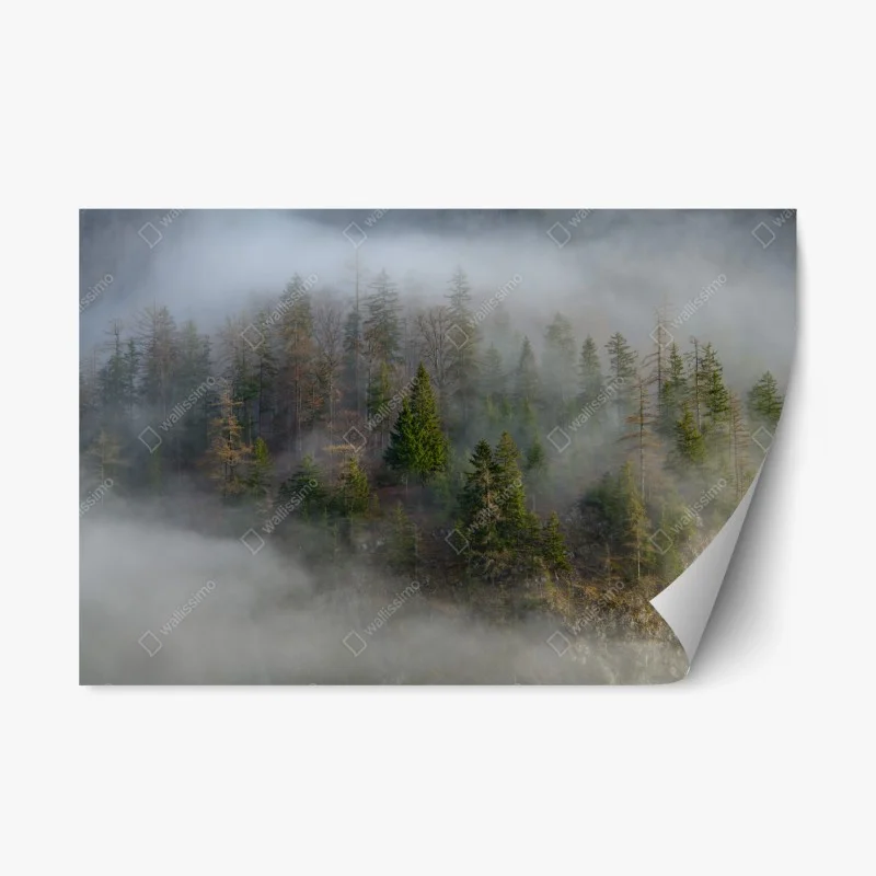 Sticker repositionnable forêt brumeuse sur flanc de montagne – Wallnifity® Sticker repositionnable forêt brumeuse sur flanc de montagne – Wallnifity®