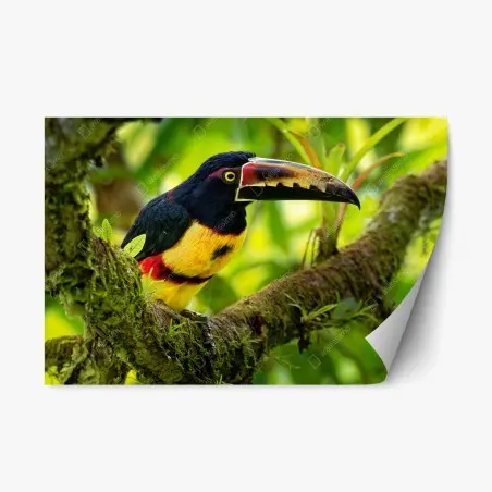 Sticker repositionnable toucan à collier : éclat tropical – Wallnifity®